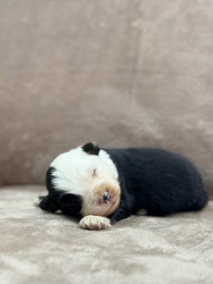 Les chiots de Berger Américain Miniature