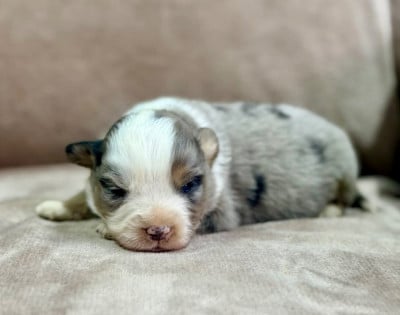 Les chiots de Berger Américain Miniature