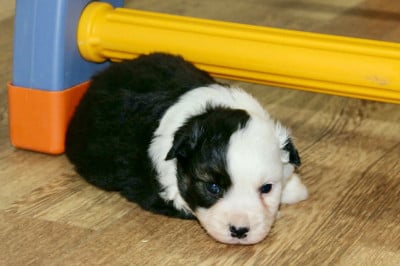 Les chiots de Berger Américain Miniature 