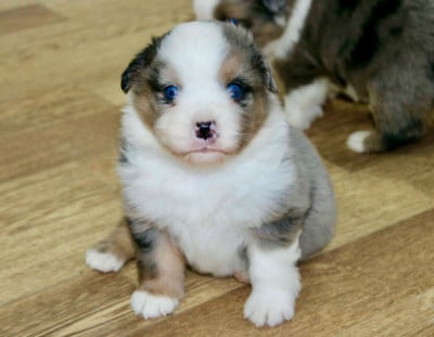 Les chiots de Berger Américain Miniature 