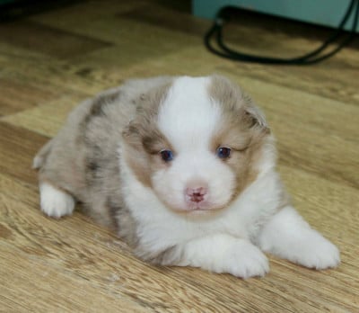 Les chiots de Berger Américain Miniature 