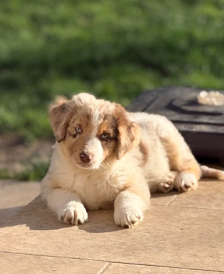 Berger Américain Miniature 