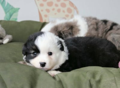 Les chiots de Berger Américain Miniature