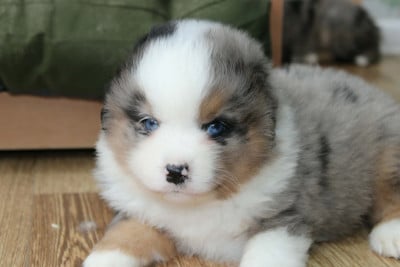 Les chiots de Berger Américain Miniature