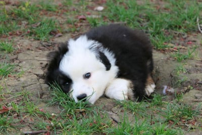 Les chiots de Berger Américain Miniature