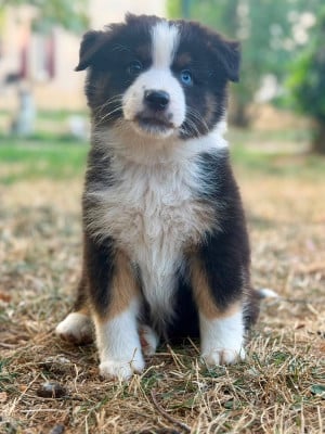 Les chiots de Berger Américain Miniature 