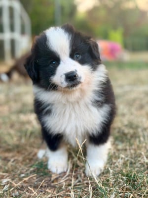 Les chiots de Berger Américain Miniature 