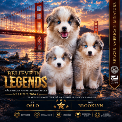Les chiots de Berger Américain Miniature 