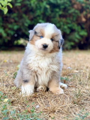 Les chiots de Berger Américain Miniature 