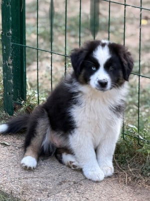 Les chiots de Berger Américain Miniature 