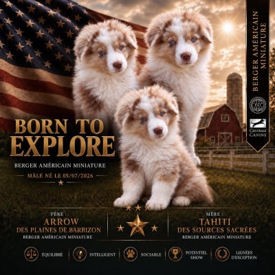 Les chiots de Berger Américain Miniature 