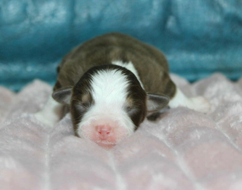 Berger Américain Miniature 