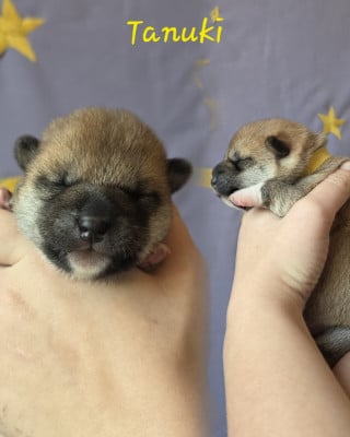 Les chiots de Shiba