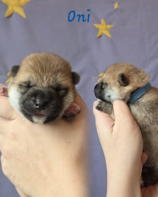 Les chiots de Shiba
