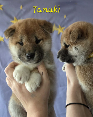 Les chiots de Shiba