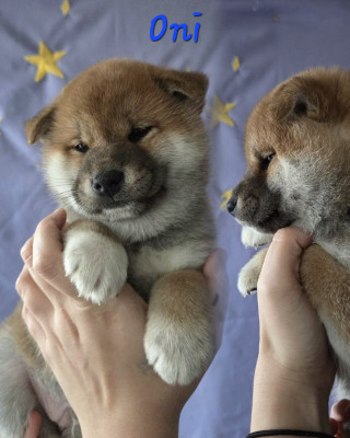 Les chiots de Shiba