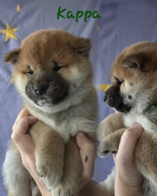 Les chiots de Shiba