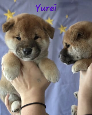 Les chiots de Shiba