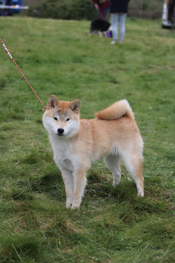 Yukihana no reiki ariadina - 1ere Très Prometteur/1 Meilleur Puppy