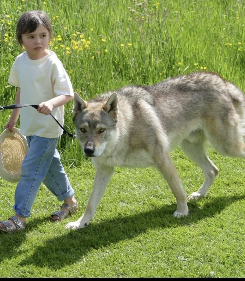 athanor lupus Robert Plant Sing Immigrant Song