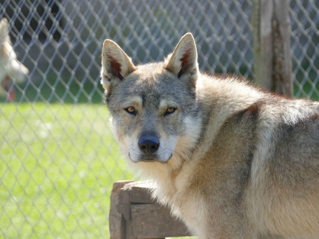 athanor lupus Robert plant sing immigrant song