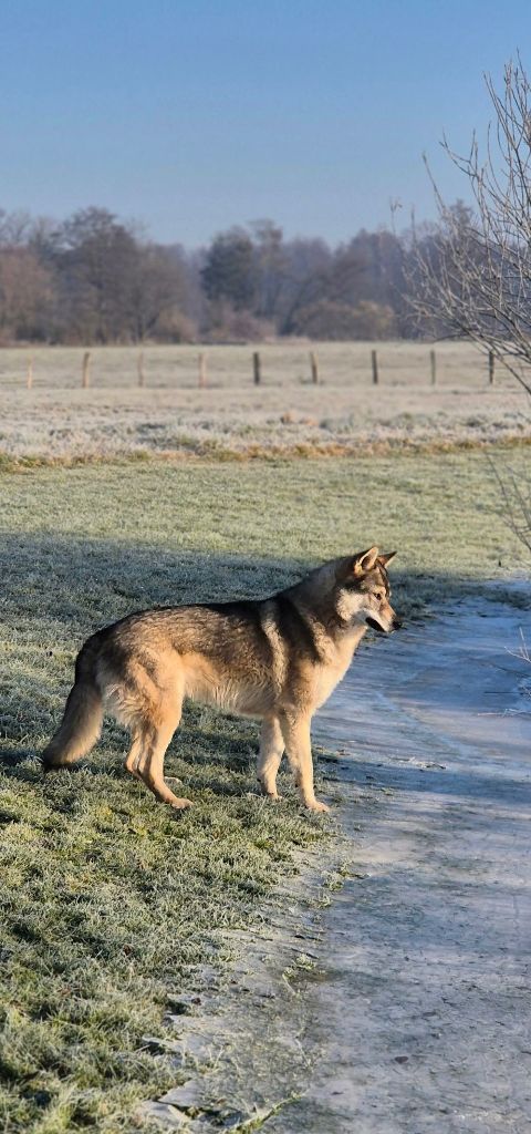 athanor lupus Robert plant sing immigrant song