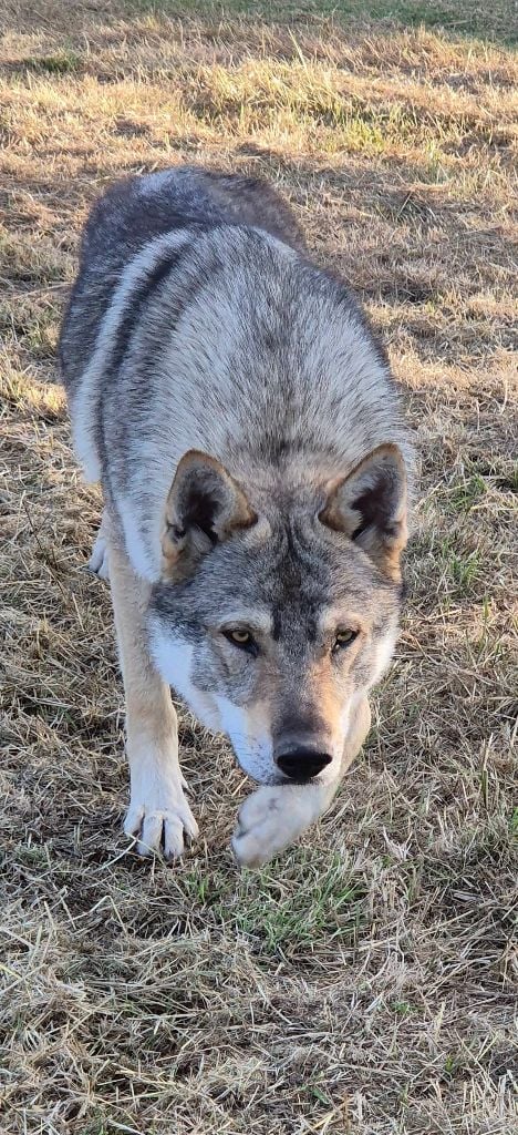athanor lupus Robert plant sing immigrant song