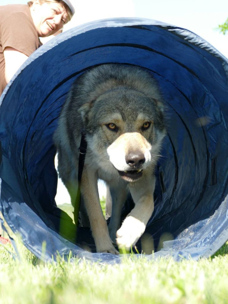 athanor lupus Robert plant sing immigrant song