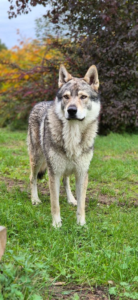 athanor lupus Robert plant sing immigrant song