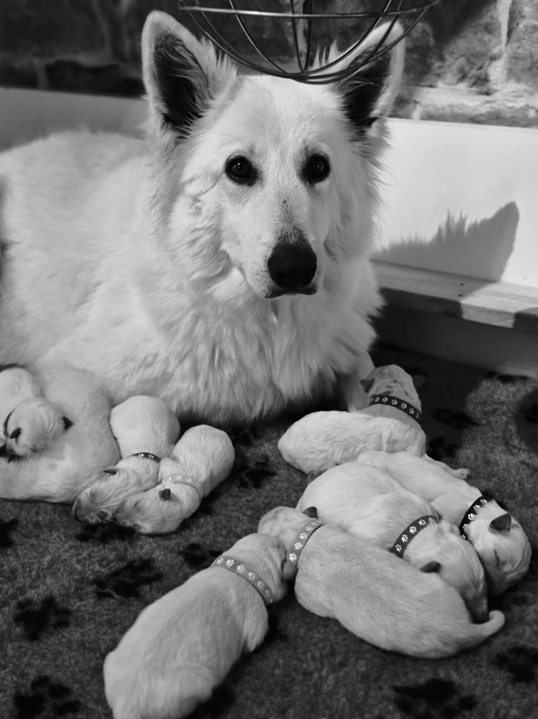 CHIOT 4 - Berger Blanc Suisse