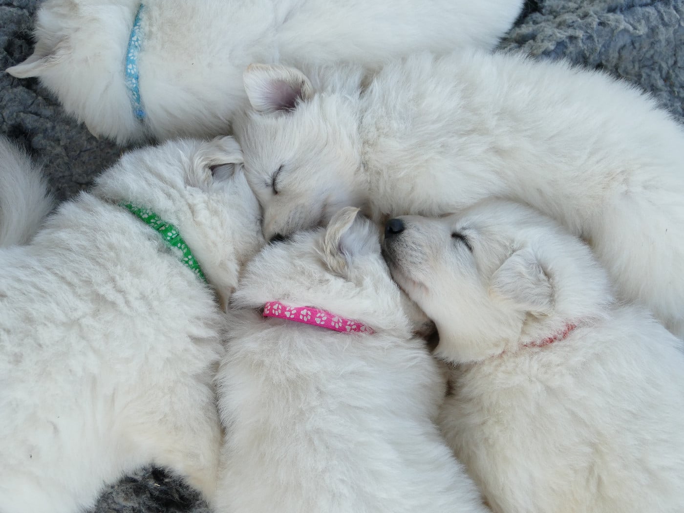 Berger Blanc Suisse - Des Ruby De Jade