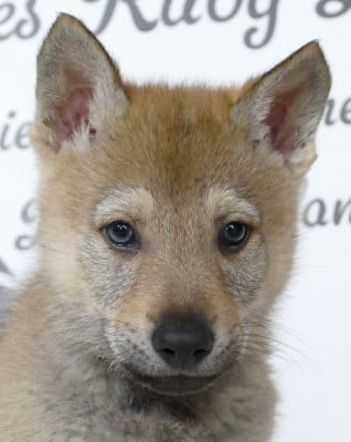 Les chiots de Chien-loup tchecoslovaque