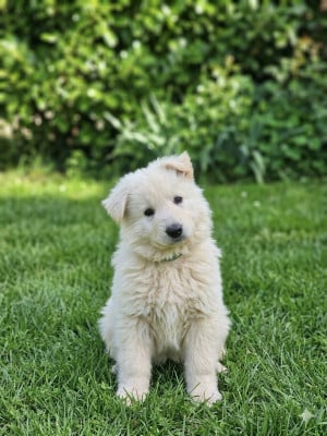 Les chiots de Berger Blanc Suisse
