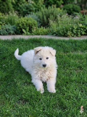 Les chiots de Berger Blanc Suisse