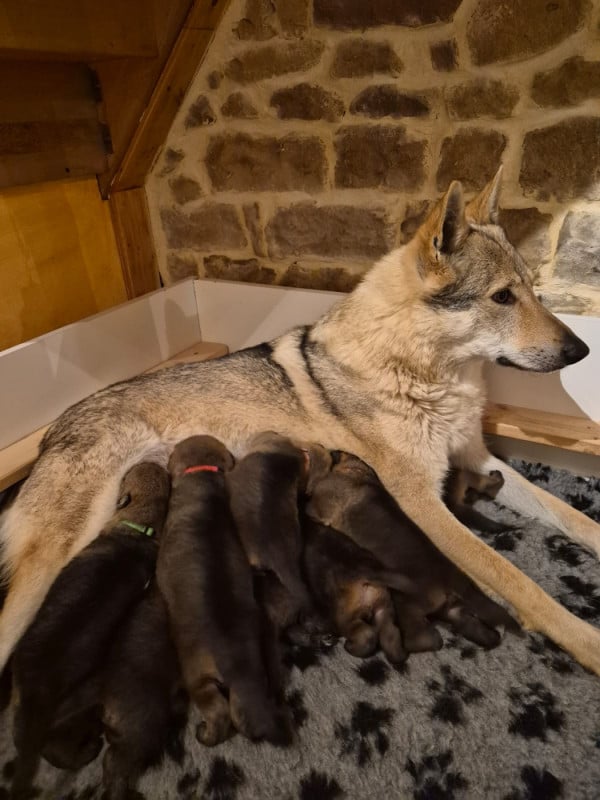 Chien-loup tchecoslovaque - Des Ruby De Jade