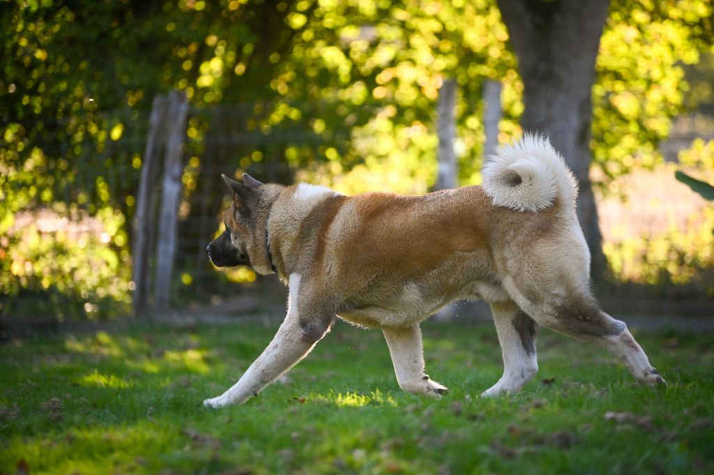 Voyou Of Majestic's Bears