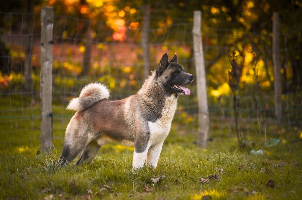 CH. Take off Des Gardiens De La Cigogne