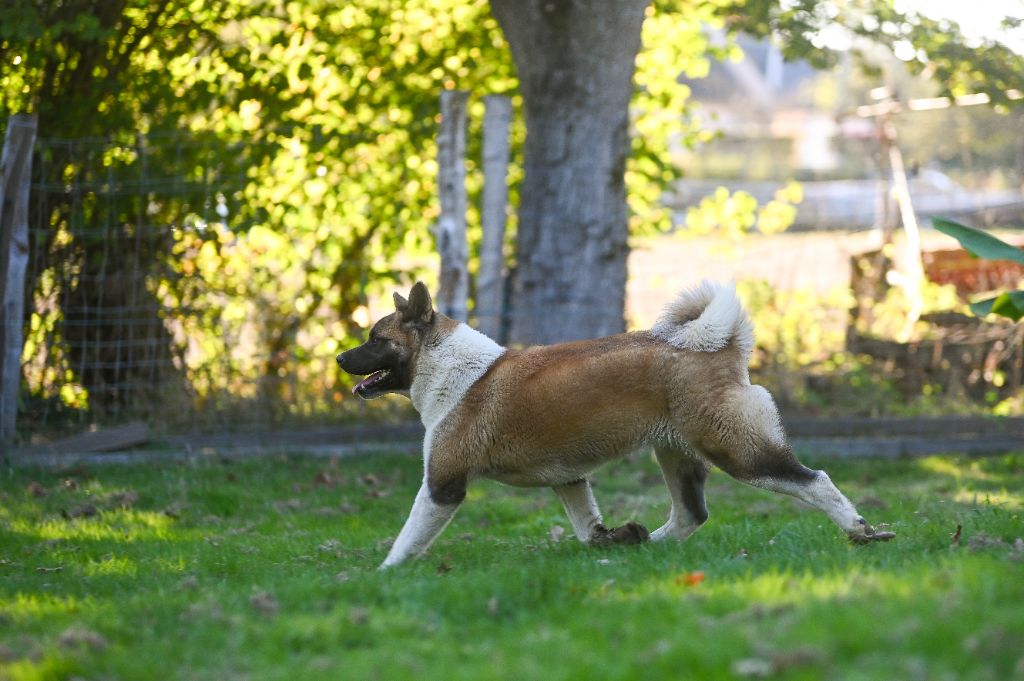 Victoria secret Of Majestic's Bears