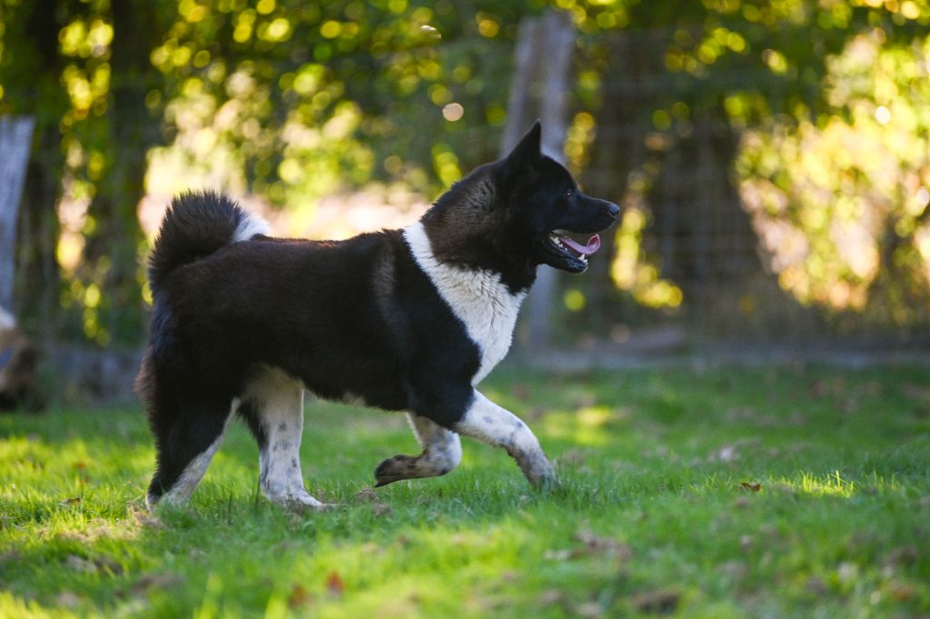 Les sens Daika Vixie for majestic's bears