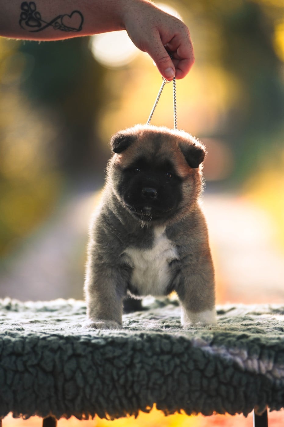 Amazing Americain Grizzly