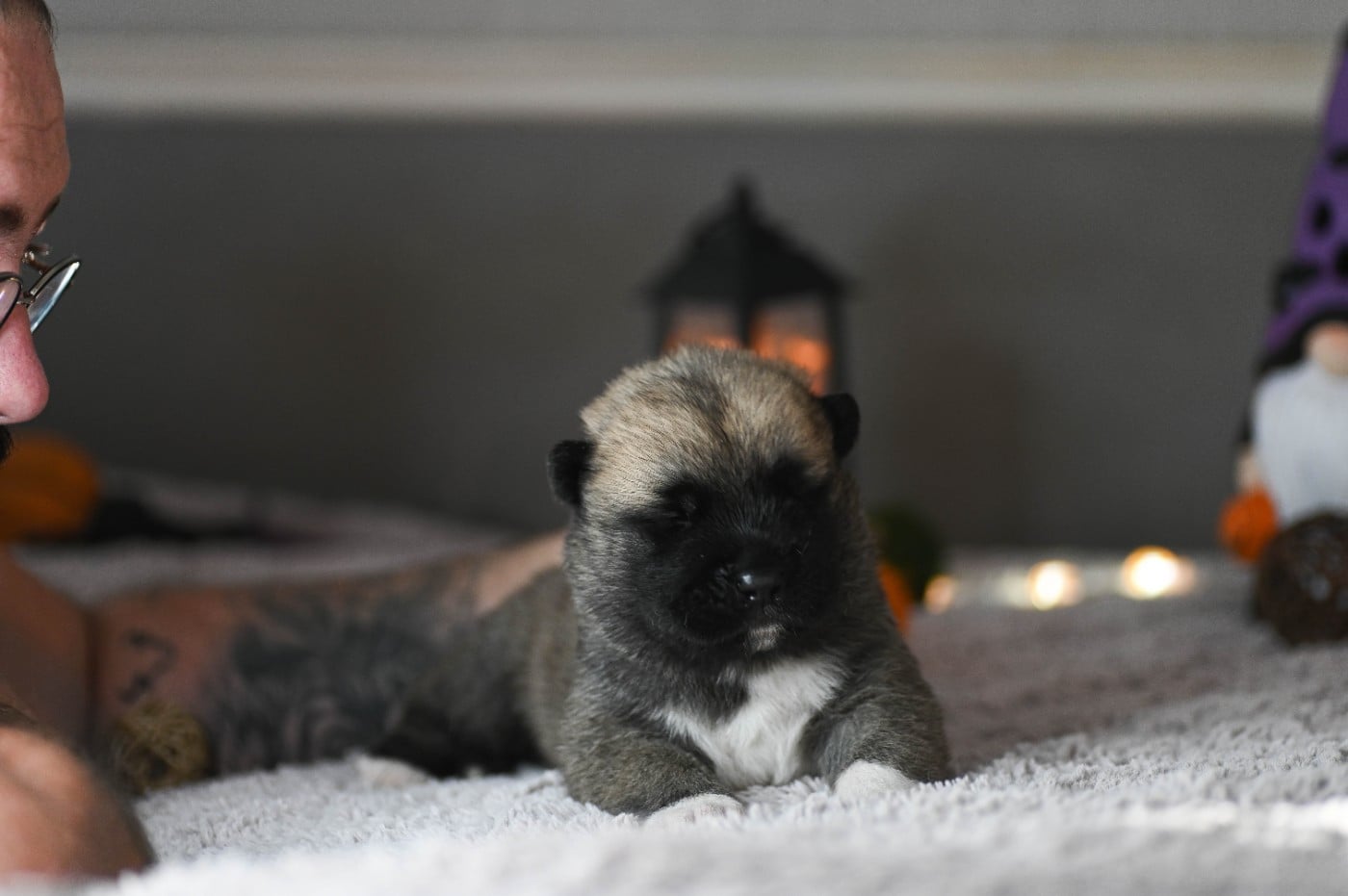 Amazing Americain Grizzly