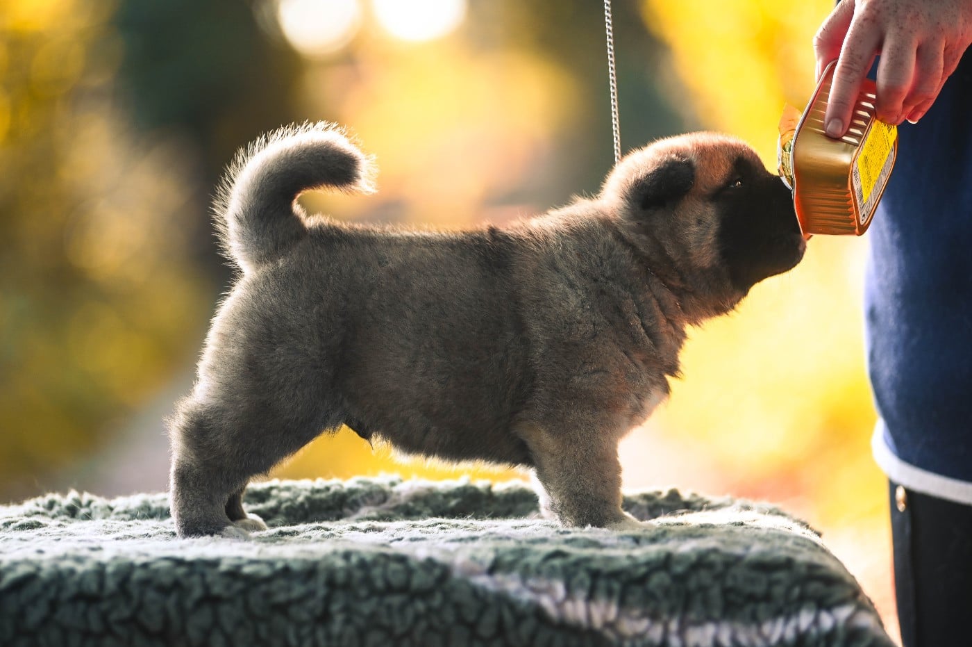 Amazing Americain Grizzly