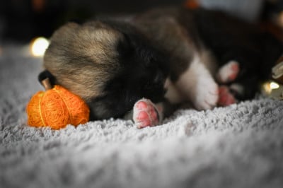 Les chiots de Akita americain