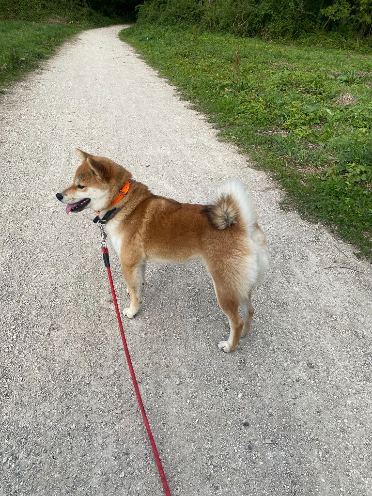 Publication : Yama No Hikari Auteur : Goutard Ulyska