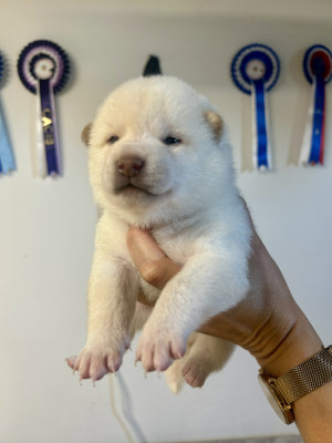 Les chiots de Shiba