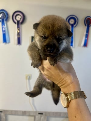 Les chiots de Shiba