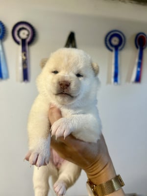 Les chiots de Shiba