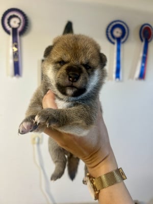Les chiots de Shiba