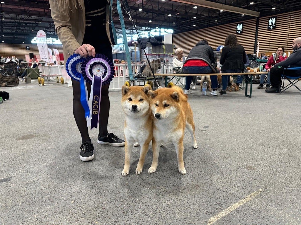 CH. Umi Yama No Hikari - 1 EXCELLENT CACIB