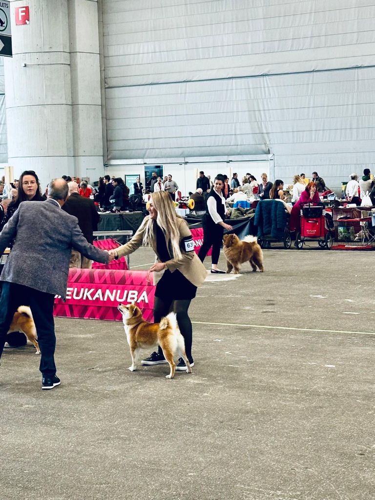 CH. Umi Yama No Hikari - 1er excellent, CAC, FCI CACIB, BOB, Crufts Qualification